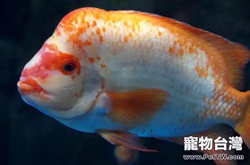 如何挑選體態好的羅漢魚