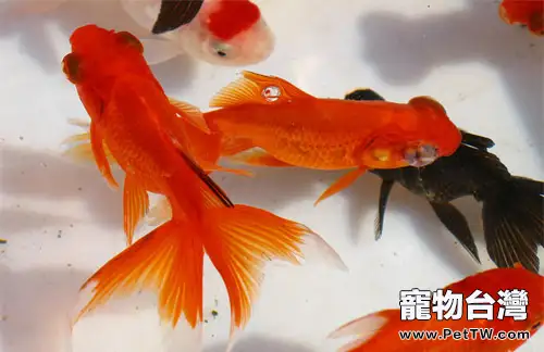 金魚產卵後該怎麼辦(1圖)-寵物台灣
