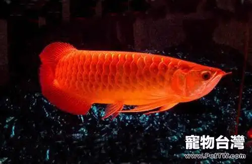 金龍魚的品質分類