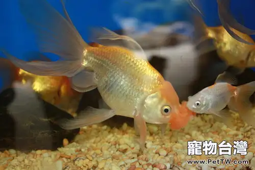 金魚頭型的詳細分類