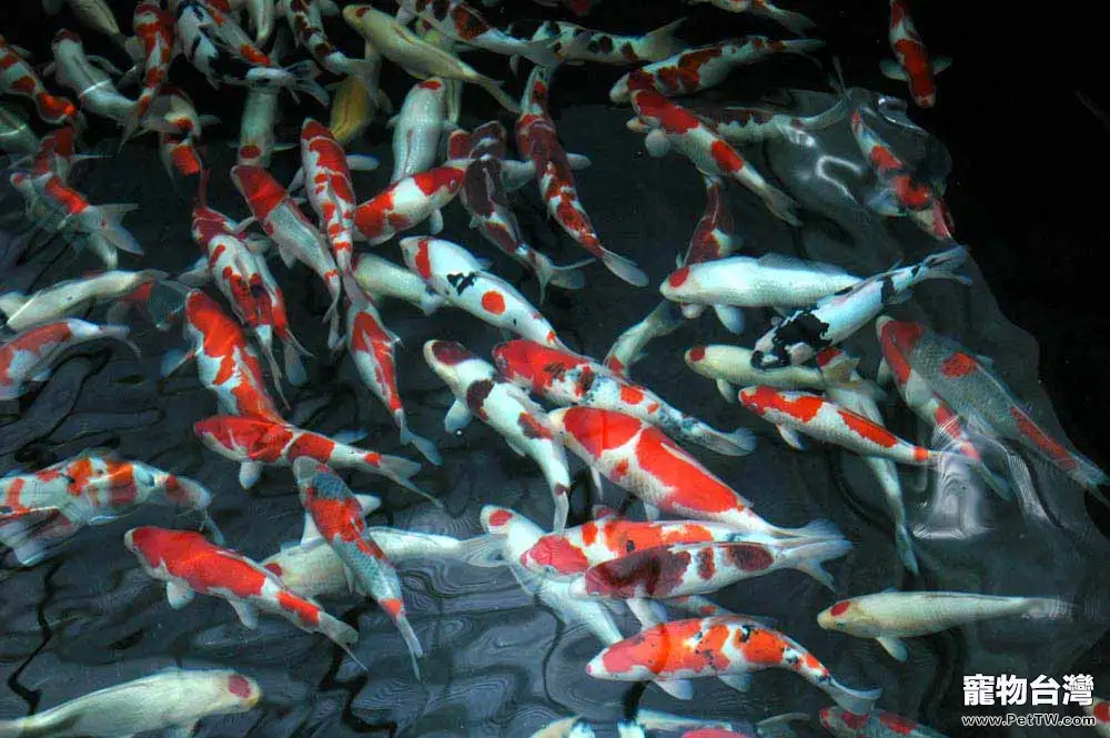 飼養錦鯉該如何挑選水族箱(1圖)-寵物台灣