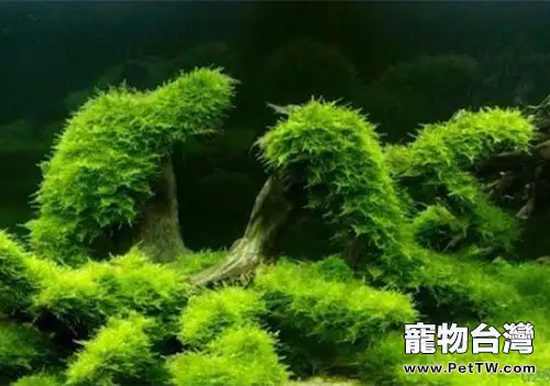 沉木沉水黃水的解決辦法(1圖)-寵物台灣