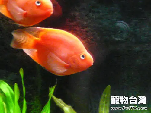 鸚鵡魚(血鸚鵡魚 財神魚)身體出現黑斑的原因(1圖)-寵物台灣
