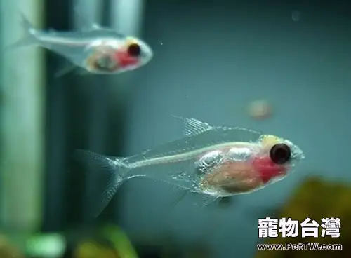 如何控制水族箱的病原微生物