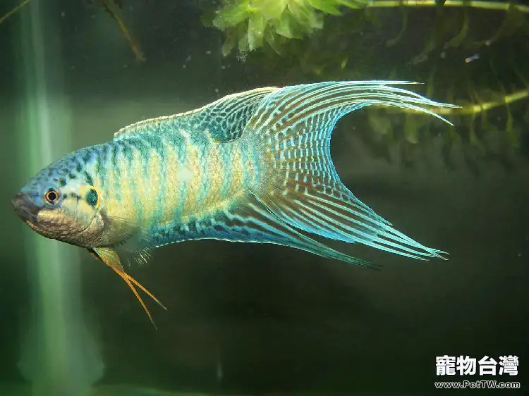 飼養國斗的器材要求(1圖)-寵物台灣