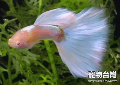 為什麼孔雀魚會沉底