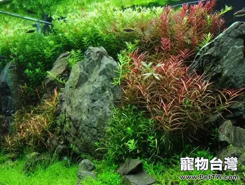 水草缸的開缸流程