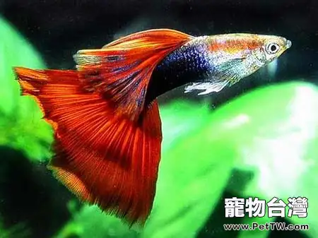 孔雀魚蹭缸可能患的疾病