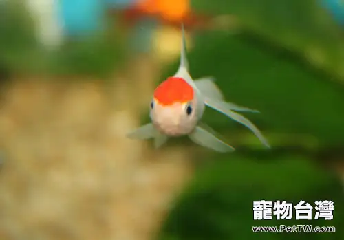 燈光對魚缸的作用