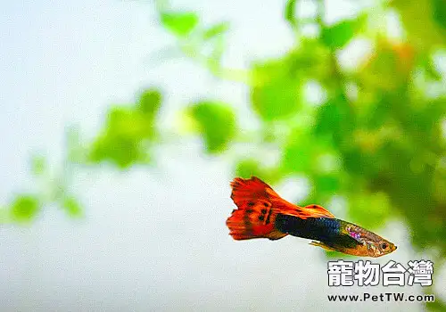 適合孔雀魚的水草缸