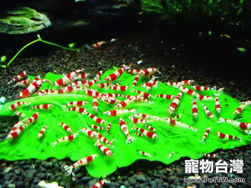 水族箱厭氧菌的培養方法