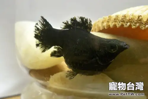 黑瑪麗魚和孔雀魚混養注意事項