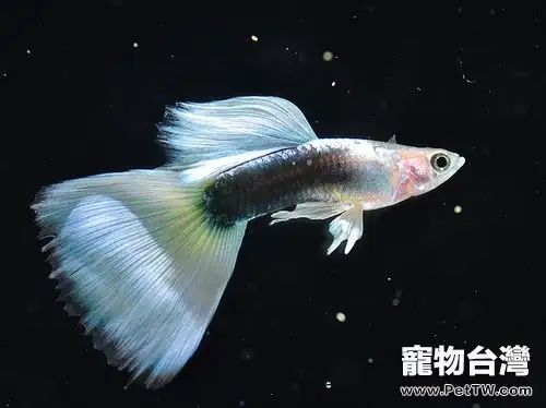 孔雀魚游動不活躍的情況分析