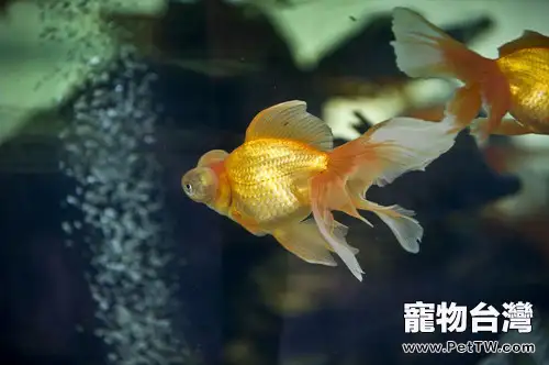 適合冬季家庭飼養的觀賞魚