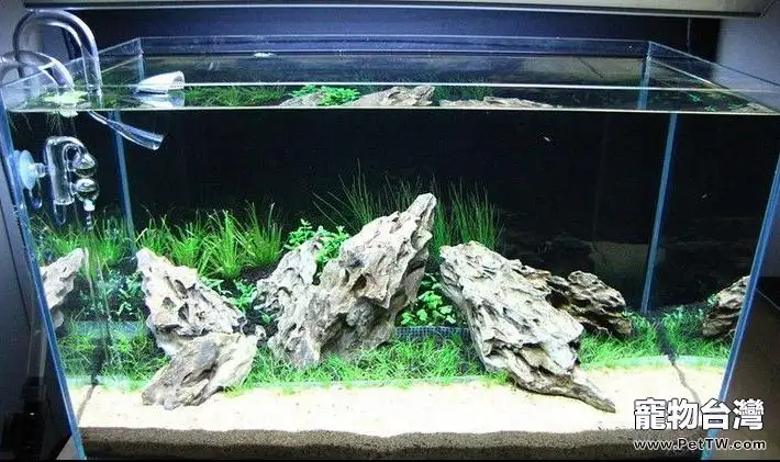 常見水族箱的種類和優缺點(1圖)-寵物台灣