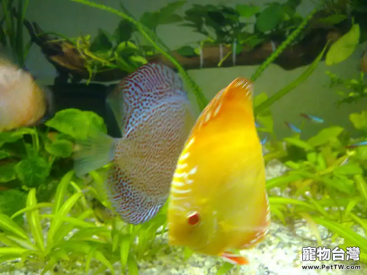 七彩神仙魚的水溫介紹