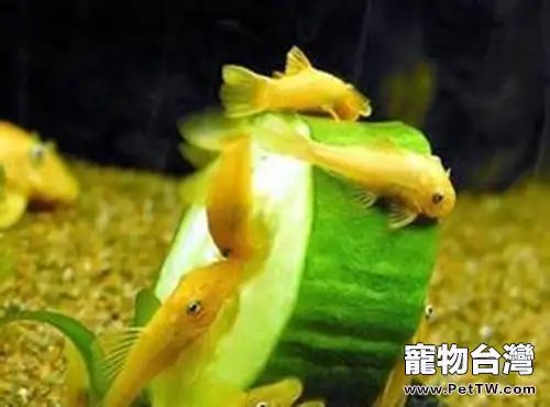 黃金大鬍子魚的繁殖簡介