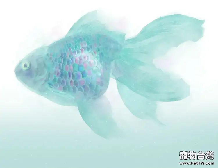 金魚體色的遺傳介紹(1圖)-寵物台灣