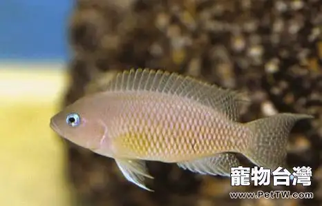 關於淡水魚斑尾鳳凰的簡介