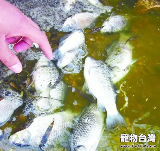 夏季預防魚缺氧的辦法