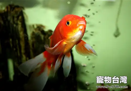金魚缸中的水草該如何養殖(1圖)-寵物台灣