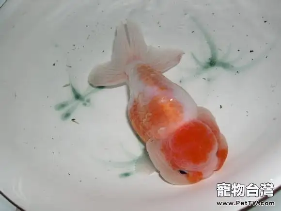 蘭壽栽頭的原因分析(1圖)-寵物台灣