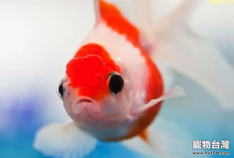 金魚失鰾症的原因分析(1圖)-寵物台灣