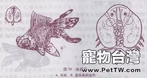 春季淡水魚類易發的寄生蟲病