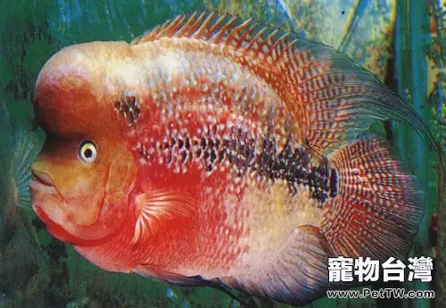 春季淡水魚類易發的寄生蟲病