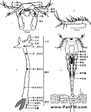 春季淡水魚類易發的寄生蟲病