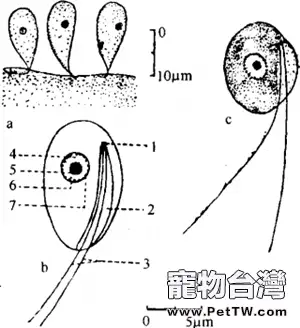 春季淡水魚類易發的寄生蟲病