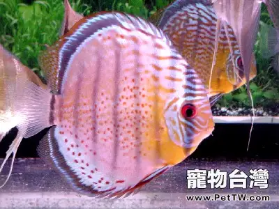 燕魚幼魚的飼養護理