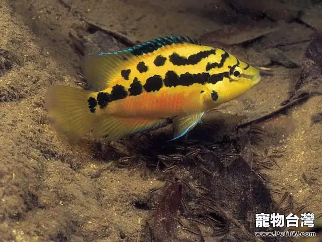 魚類為什麼會護卵護幼(1圖)-寵物台灣