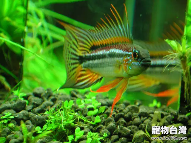 飼養短鯛觀賞魚所需器材