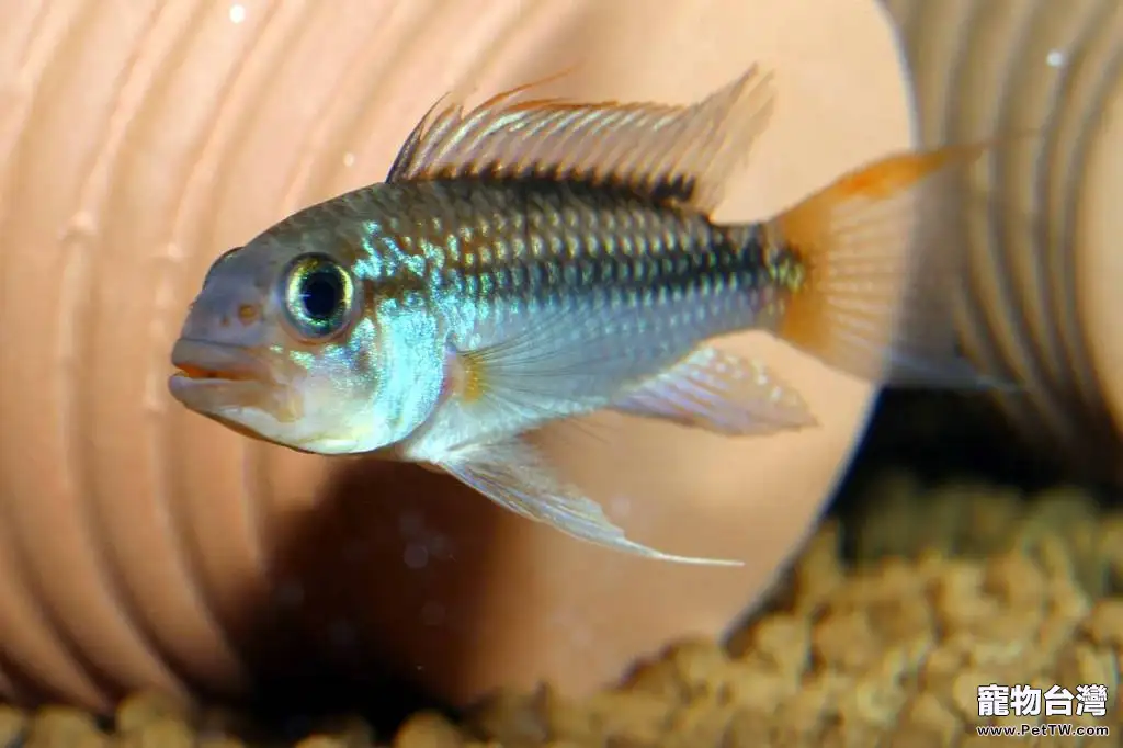 飼養短鯛觀賞魚所需器材