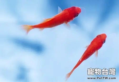 冬季購買金魚的注意事項