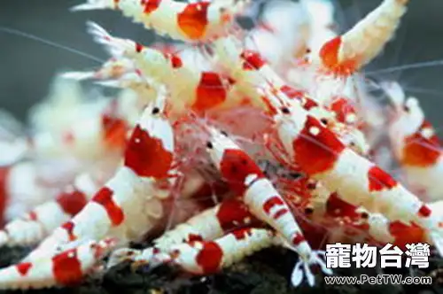水晶蝦抱卵該如何處理