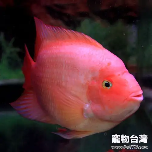 鸚鵡魚（血鸚鵡魚 財神魚）的混養須知