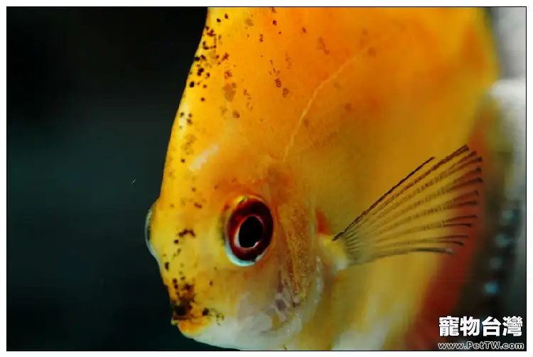 觀賞魚飼料的優劣分析(1圖)-寵物台灣