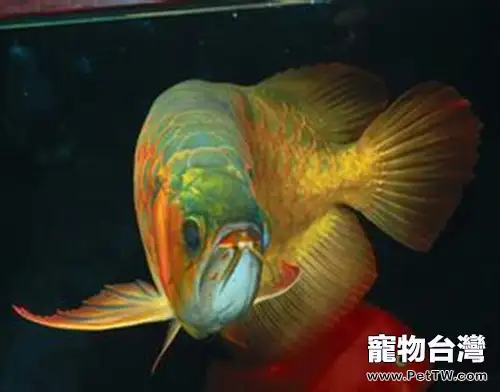 龍魚掉眼的原因分析