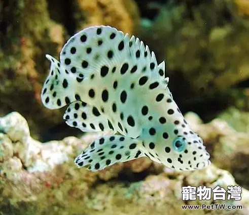 海底世界的十二生肖魚