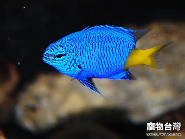 飼養海水魚水族箱要遵守10原則