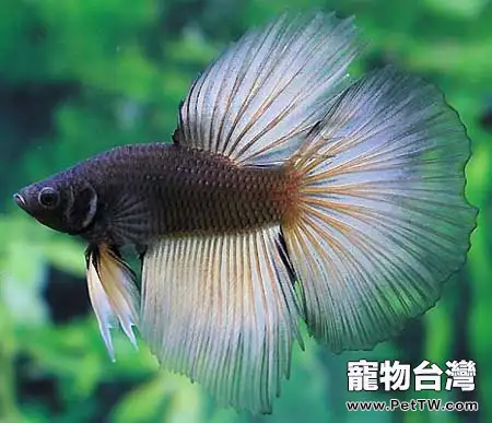 泰國斗魚常見的五種疾病(1圖)-寵物台灣