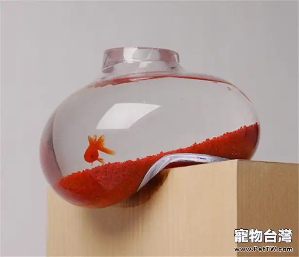 觀賞魚無人照料怎麼辦(1圖)-寵物台灣