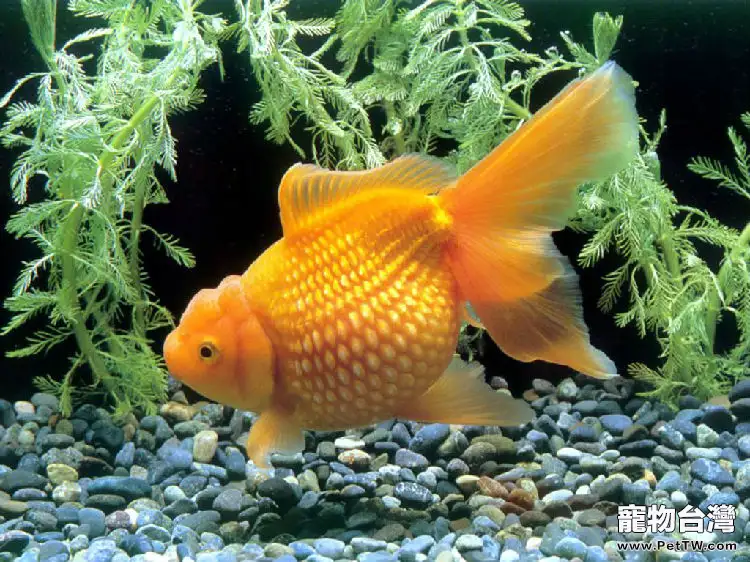 金魚寄生蟲的防治方法(1圖)-寵物台灣