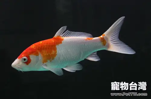 錦鯉燈具的挑選建議(1圖)-寵物台灣