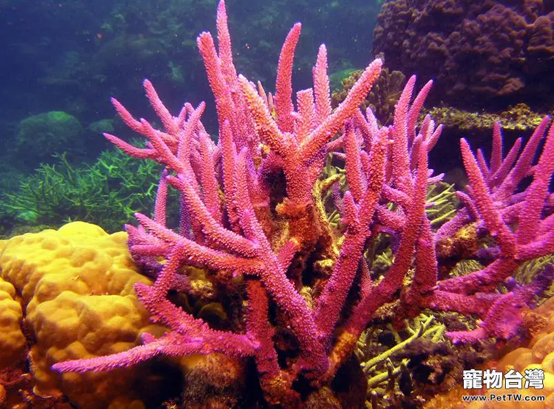 珊瑚為什麼會變白(1圖)-寵物台灣