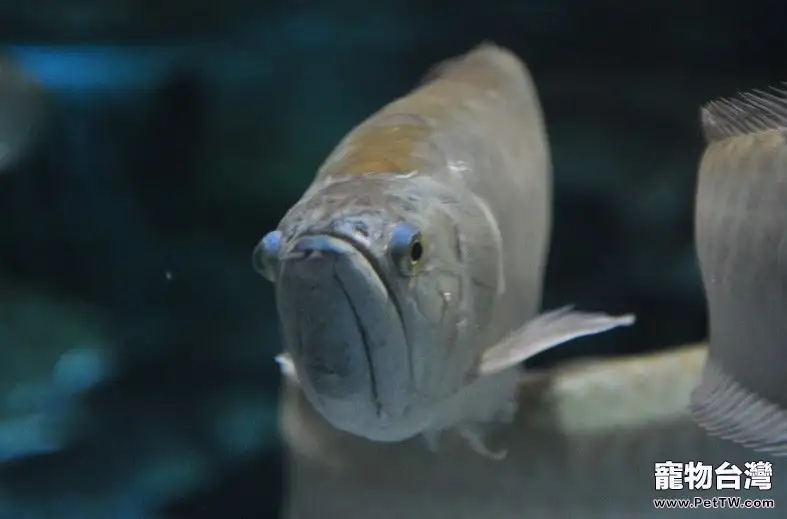 雙鬚骨舌魚(銀龍魚)和小型魚混養注意事項(1圖)-寵物台灣