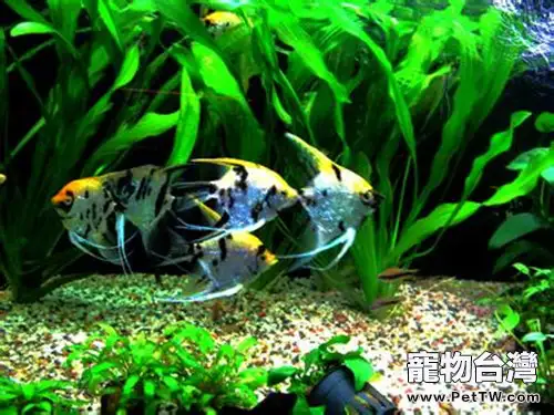 燕魚怕人該如何訓練(1圖)-寵物台灣