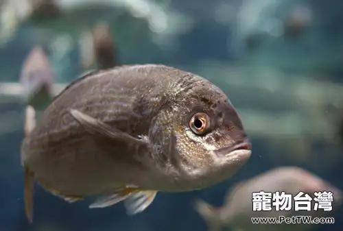 硝化菌的激活方法(1圖)-寵物台灣